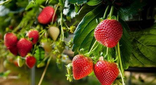 微笑爆料草莓视频下载,下载攻略大公开